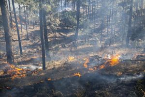 Person walking through controlled burn.
