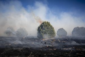 Burned field with bushes.