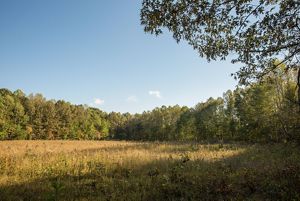 An open prairie surrounded by thick stands of green trees.