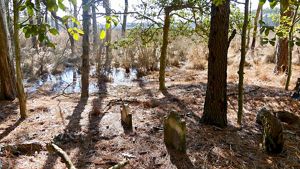 A cluster of headstones sit nestled in pinestraw as water creeps up to the edge of the historic Robson cemetery.