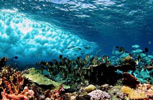 Underwater waves on reef at Palmyra.