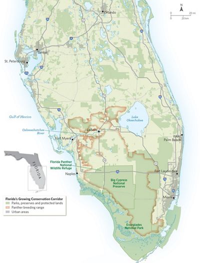 Mapa del sur de Florida con el rango de reproducción de la pantera