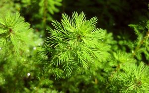 A bright green plant with fringy-leaves underwater. 