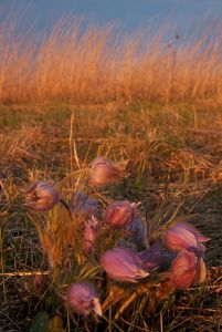 Pasque flowers and bluestem.