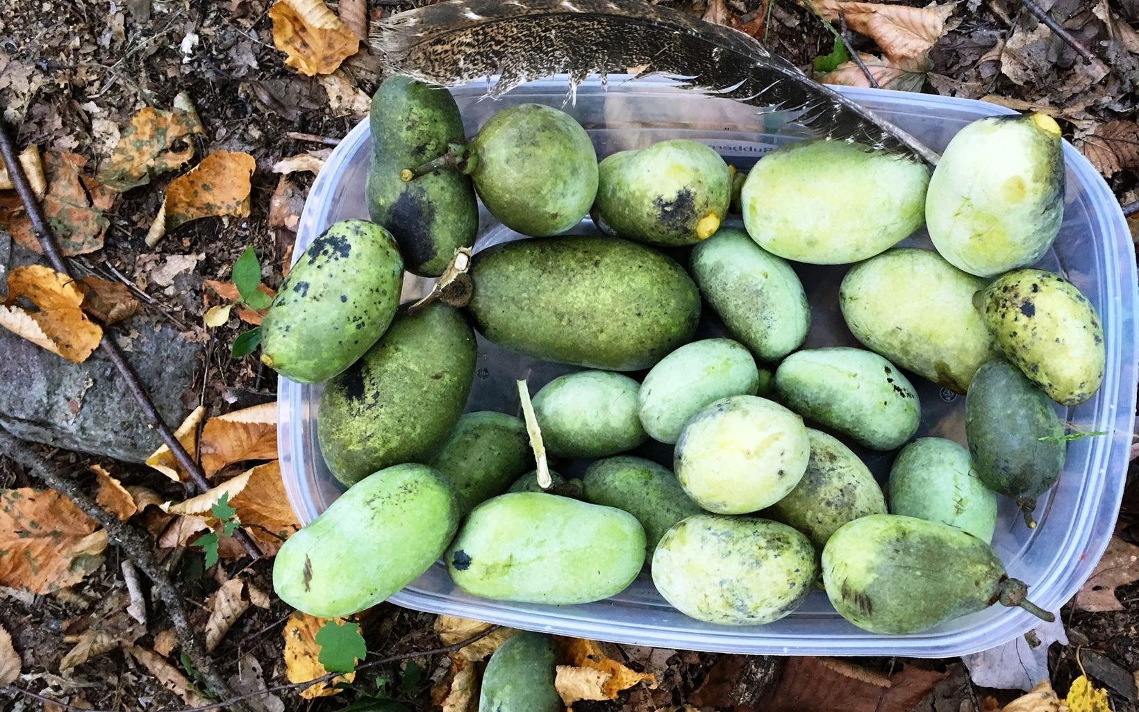 Paw Paw Fruit Bin of paw paw fruit collected at the Hamer Woodlands at Cove Mountain. © Trish Newdeck