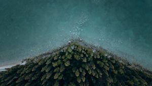 Aerial view of forest and coastline.