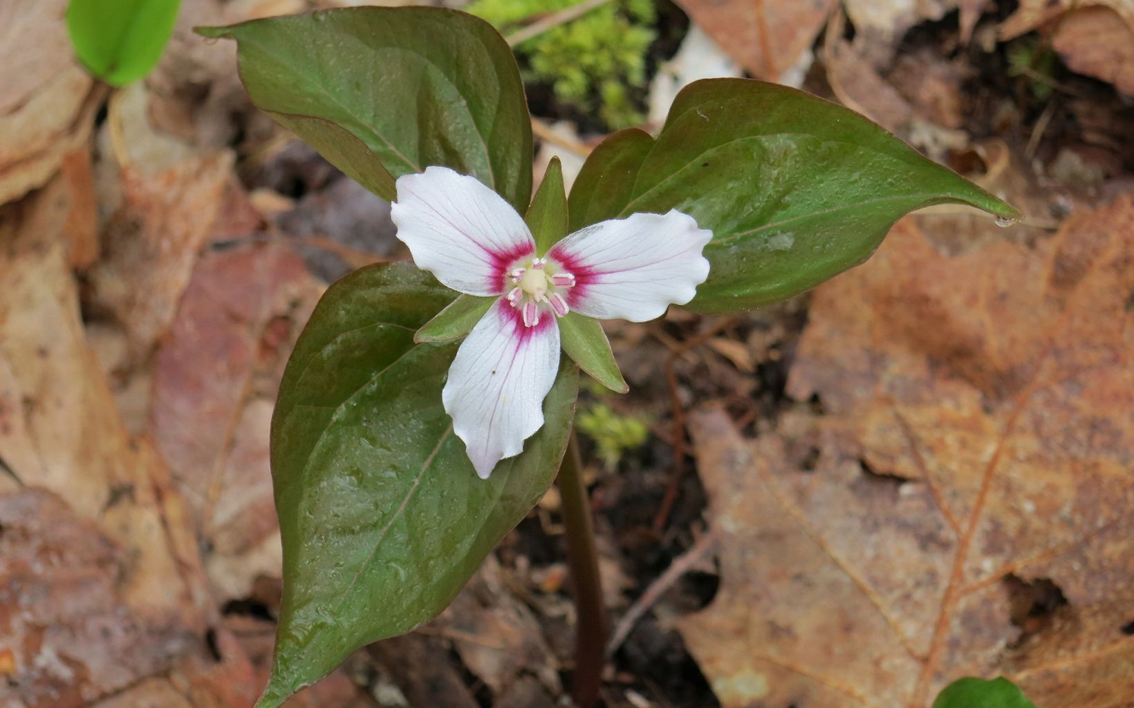 Painted Trillium Morgan Swamp Preserve protects many rare plants that are typically associated with more northern climates such as the painted trillium. © Terry Seidel/TNC