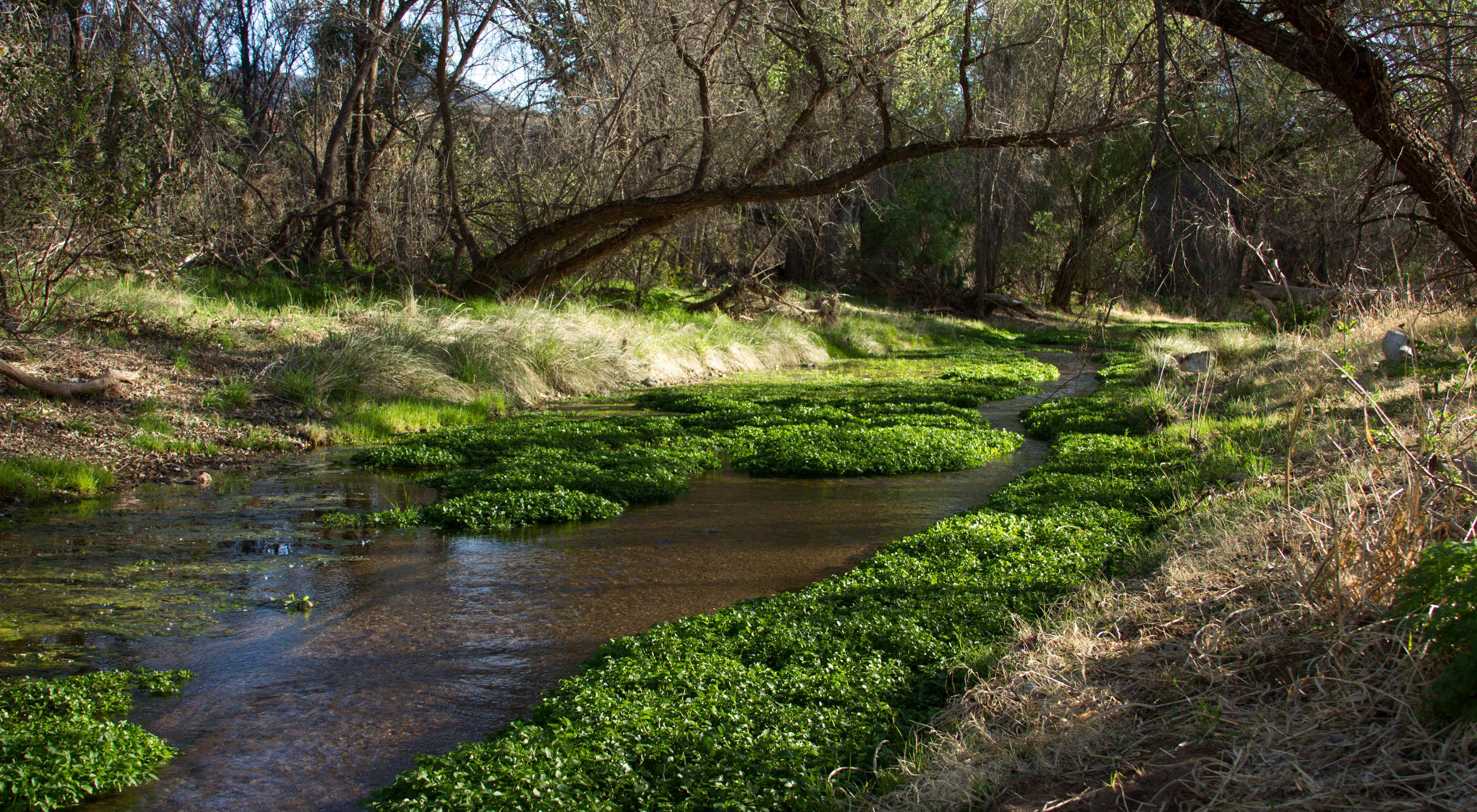 Creek running through wooded area, with trees arching over the water.