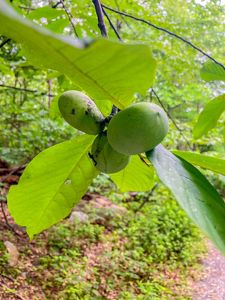 Three pawpaw fruits grow off a branch.