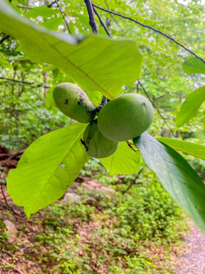 Three pawpaw fruits grow off a branch.