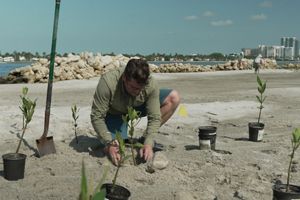 A man bends down to plant mangroves on an island.