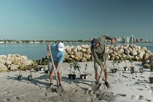 Two volunteers work together to plant mangroves on an island.