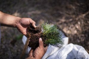 Close-up of hands pulling apart the roots of some evergreen seedlings.