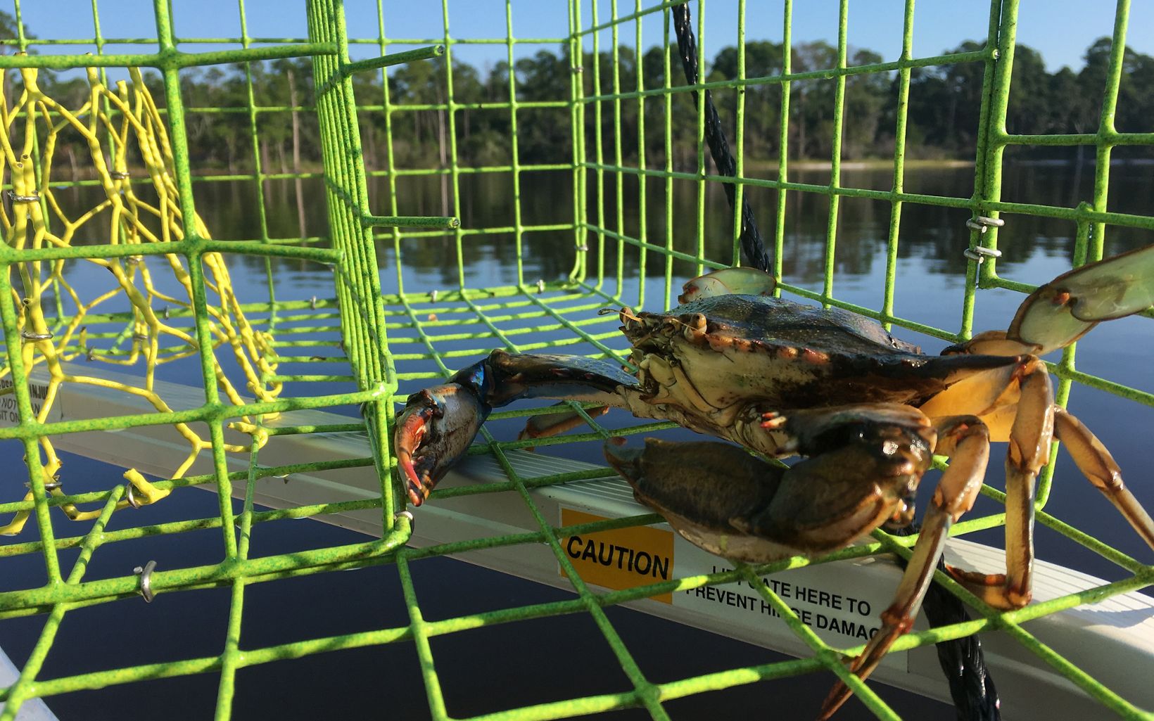 Blue Crab Blue Crab caught in a trap for monitoring prior to reef construction (the crab was released alive!) © WSP