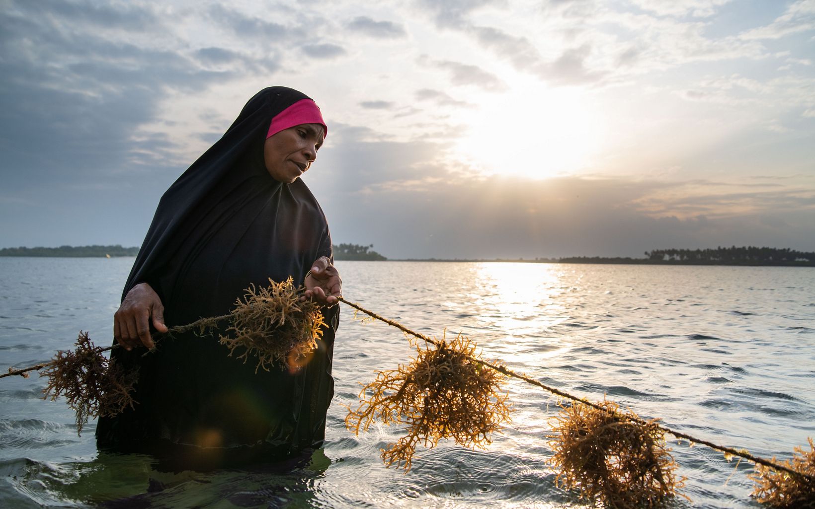 Woman in black hijab pulling seaweed out of waist-deep water.