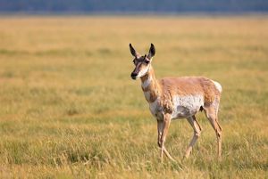 A pronghorn stands in a grassy field.