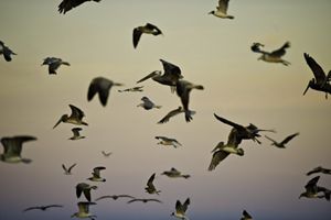 A flock of birds fly silhouetted against a darkening sky.