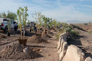 A line of trees waiting to be planted along a roadside concrete barrier.
