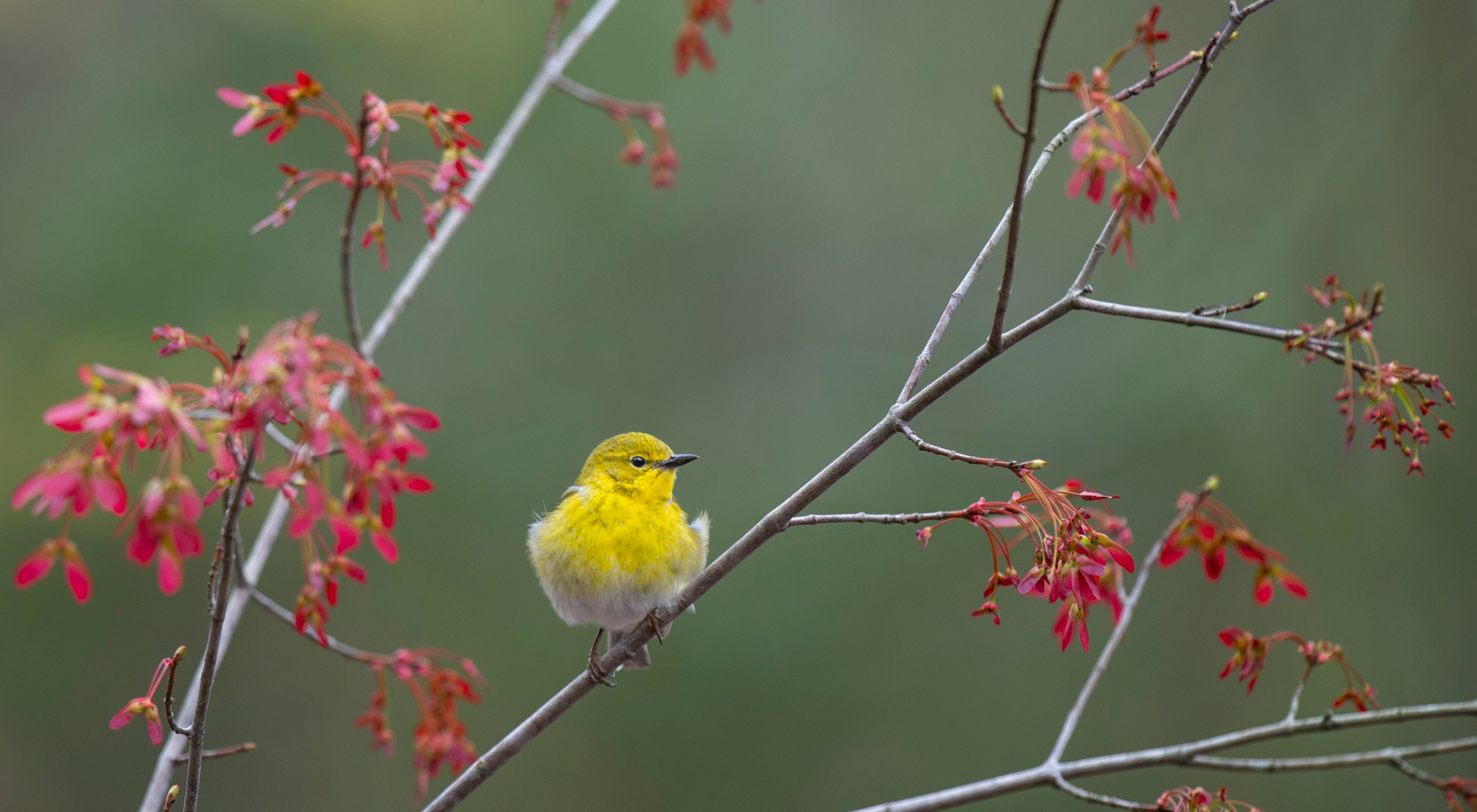 A yellow pine warbler in a budding red maple tree. 