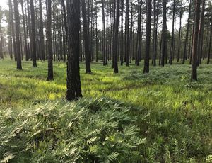 Grasses and ferns grow in the open savanna beneath tall, widely spaced pine trees at Piney Grove Preserve.