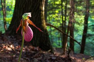 A pink lady slipper flower is growing in a forest. 