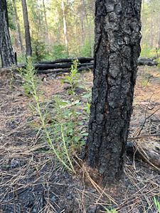 A person stands in the distance on a road. To their left, a small fire burns in some brush and trees.