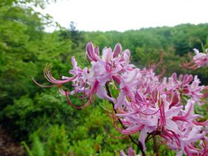A cluster of bright pink flowers with thin curving petals bloom at the end of a thin branch.