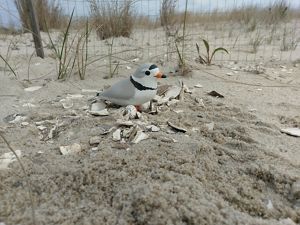 A piping plover decoy is sitting on a fake nest with eggs.