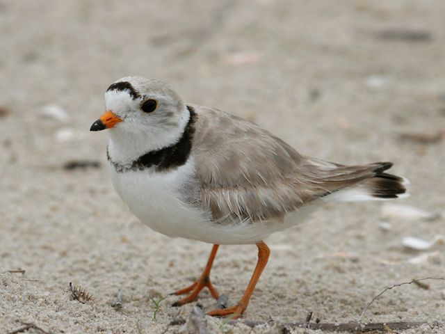 Piping plover standing on shore.