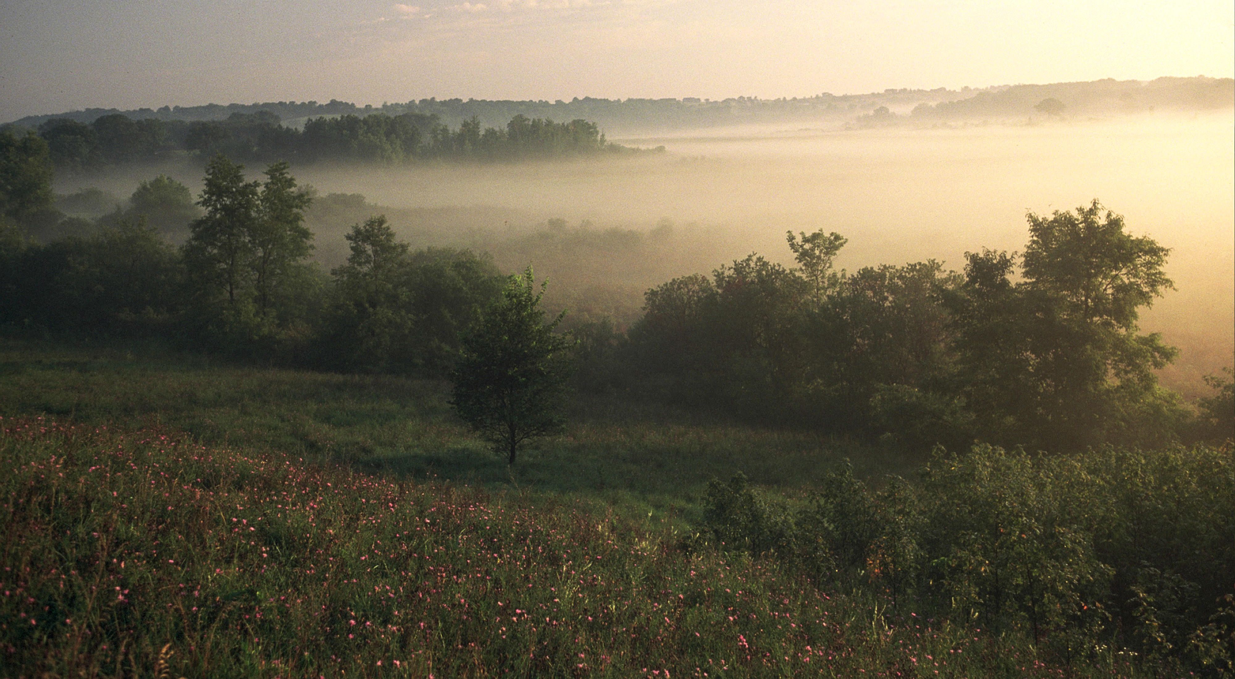 Fog rolling in over the fen, with wildflowers and trees in the foreground.