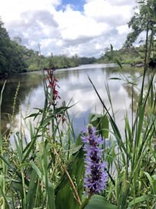 Two plants, one with thin red flowers and the other dense purple blooms, grow on the banks of a wide river. Tall shoots of grass grow up around the flowers. White clouds are reflected on the water.