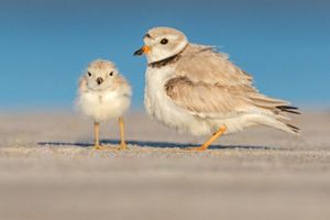 Two piping plovers on the beach, mother and her young chick.