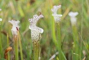 White tubular flowers emerge from a grassy field.