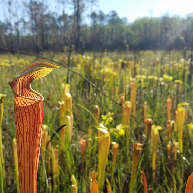 Pitcher plants in bloom at Abita Creek Flatwoods.