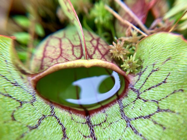 A close up of a pitcher plant with a small puddle of water in the center. 