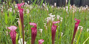 Pink and white tubular flowers grow in a field.