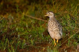 Plains-wanderer by Patrick Kavanagh, Wikimedia Commons