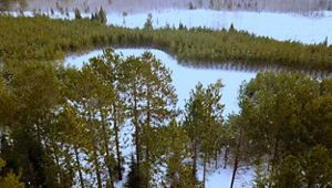 Aerial shot of a monoculture or plantation forest, in which rows of a single species grow at once.