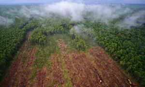 Aerial of rows of green tropical trees being cut down and replaced with bare brown soil.
