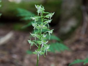 A green plant with green and white orchids.