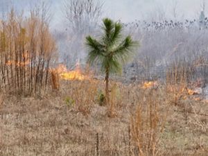 Fire approaches a longleaf pine seedling.