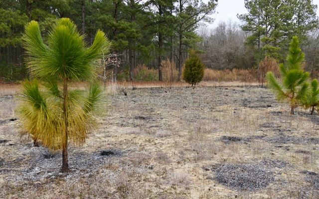 2 green saplings stand unharmed in a burned over field.