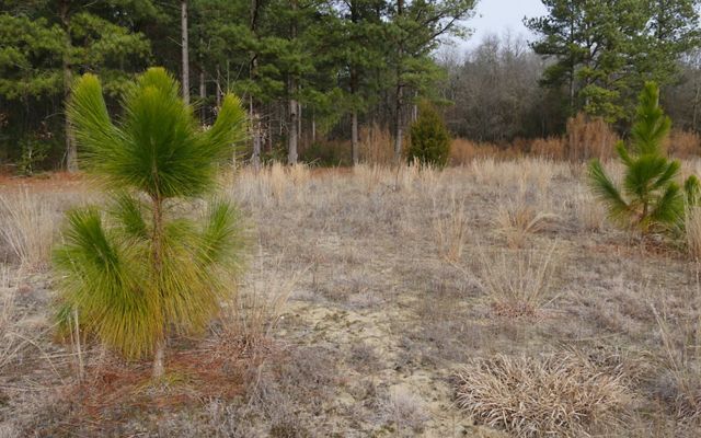 Two small longleaf pine saplings stand amid tall grass.