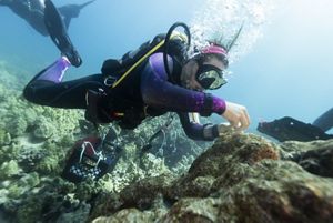 TNC marine project manager Julia Rose plants coral pieces in Kahuwai Bay coral restoration project.