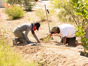 Volunteers plant trees in Phoenix.