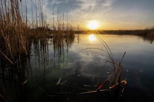A sunset over a wetland with cattails.