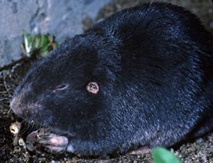 A pocket gopher.