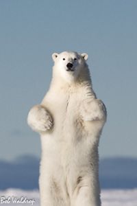 An adult polar bear stands on its hind legs and looks at the camera.