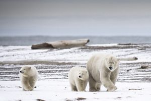 An adult polar bear walks with its two cubs along an icy landscape.