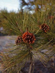 Closeup of pine cones on a ponderosa pine branch.